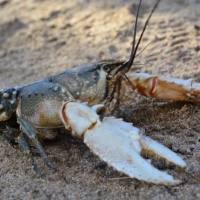 Euastacus armatus (Murray River Crayfish) at Pine Island to Point Hut - 21 May 2015 by MichaelMulvaney