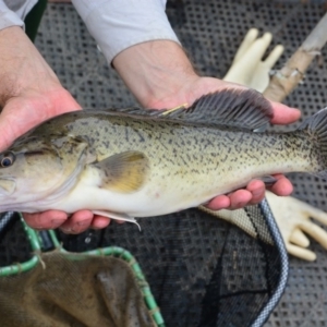 Maccullochella macquariensis at Paddys River, ACT - 25 Feb 2015 11:56 AM