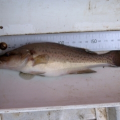 Maccullochella macquariensis (Trout Cod) at Cotter River, ACT - 25 Mar 2004 by MichaelMulvaney
