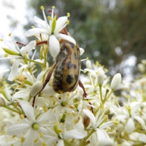 Neorrhina punctata at Molonglo Valley, ACT - 4 Jan 2017