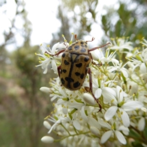 Neorrhina punctata at Molonglo Valley, ACT - 4 Jan 2017