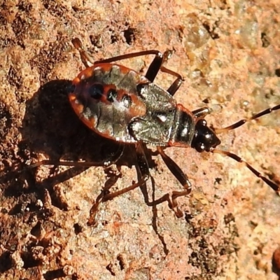 Oechalia schellenbergii at Wanniassa, ACT - 25 Jul 2017 by JohnBundock