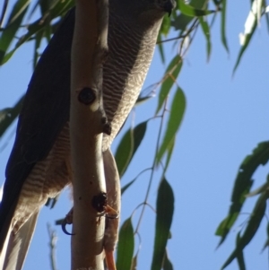 Accipiter fasciatus at Red Hill, ACT - 25 Jul 2017