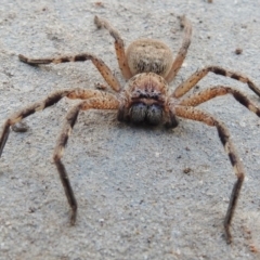 Neosparassus sp. (genus) (Badge huntsman) at Wanniassa, ACT - 25 Jul 2017 by JohnBundock