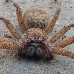 Neosparassus sp. (genus) at Wanniassa, ACT - 25 Jul 2017 03:27 PM