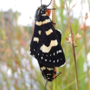 Phalaenoides tristifica at Bonython, ACT - 26 Dec 2015