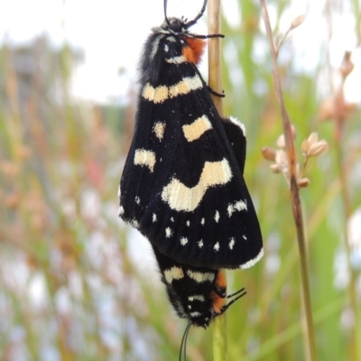 Phalaenoides tristifica (Willow-herb Day-moth) at Stranger Pond - 26 Dec 2015 by michaelb