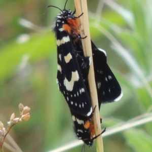 Phalaenoides tristifica at Bonython, ACT - 26 Dec 2015