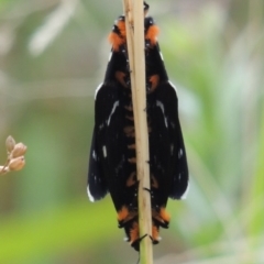 Phalaenoides tristifica at Bonython, ACT - 26 Dec 2015