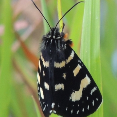 Phalaenoides tristifica (Willow-herb Day-moth) at Bonython, ACT - 26 Dec 2015 by MichaelBedingfield