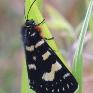 Phalaenoides tristifica at Bonython, ACT - 26 Dec 2015