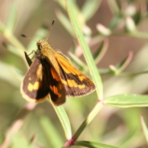 Ocybadistes walkeri at O'Connor, ACT - 16 Apr 2006