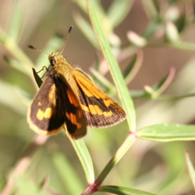 Ocybadistes walkeri (Green Grass-dart) at O'Connor, ACT - 16 Apr 2006 by ibaird