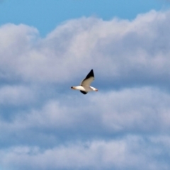 Larus pacificus (Pacific Gull) at Wonboyn, NSW - 26 Jul 2017 by RossMannell