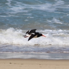 Haematopus longirostris (Australian Pied Oystercatcher) at Wonboyn, NSW - 25 Jul 2017 by RossMannell