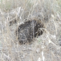 Tachyglossus aculeatus (Short-beaked Echidna) at Tharwa, ACT - 8 Dec 2014 by MichaelBedingfield