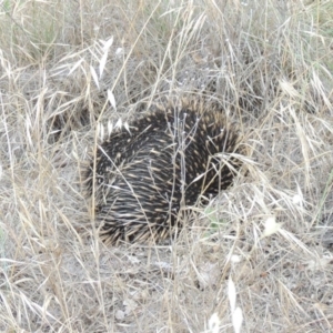 Tachyglossus aculeatus at Tharwa, ACT - 8 Dec 2014