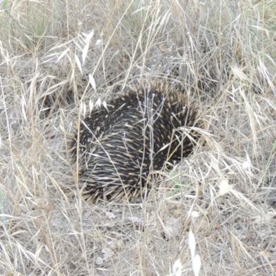 Tachyglossus aculeatus (Short-beaked Echidna) at Tharwa, ACT - 8 Dec 2014 by michaelb