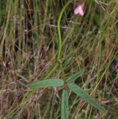 Grona varians (Slender Tick-Trefoil) at MTR591 at Gundaroo - 6 Dec 2016 by MaartjeSevenster