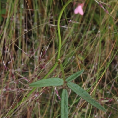 Grona varians (Slender Tick-Trefoil) at Gundaroo, NSW - 6 Dec 2016 by MaartjeSevenster