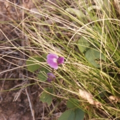 Glycine tabacina (Variable Glycine) at MTR591 at Gundaroo - 22 Feb 2015 by MaartjeSevenster