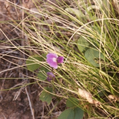 Glycine tabacina (Variable Glycine) at Gundaroo, NSW - 22 Feb 2015 by MaartjeSevenster