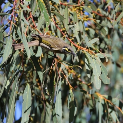 Caligavis chrysops (Yellow-faced Honeyeater) at Googong, NSW - 22 Apr 2014 by Wandiyali