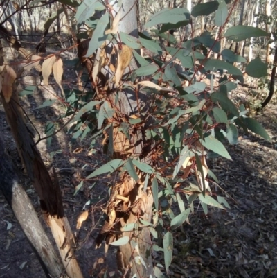 Eucalyptus blakelyi (Blakely's Red Gum) at Wanniassa Hill - 24 Jul 2017 by ArcherCallaway