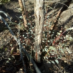 Eucalyptus bridgesiana (Apple Box) at Wanniassa Hill - 25 Jul 2017 by ArcherCallaway