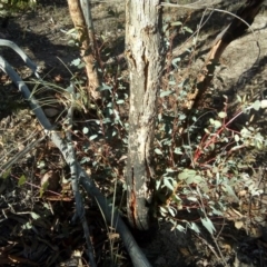 Eucalyptus bridgesiana (Apple Box) at Wanniassa Hill - 24 Jul 2017 by ArcherCallaway