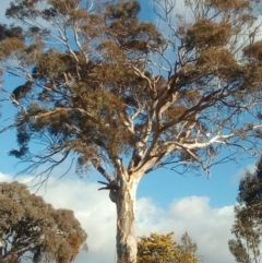 Eucalyptus melliodora (Yellow Box) at Fadden, ACT - 24 Jul 2017 by ArcherCallaway