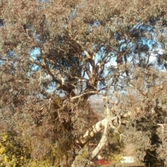 Eucalyptus melliodora (Yellow Box) at Fadden, ACT - 25 Jul 2017 by ArcherCallaway