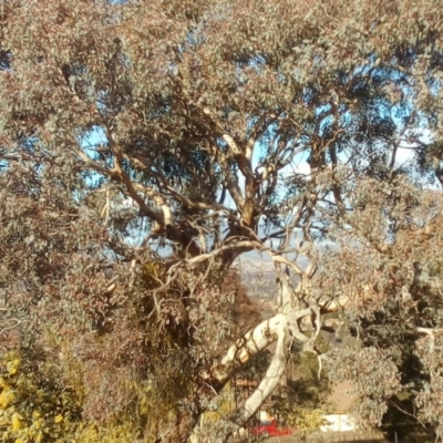 Eucalyptus melliodora (Yellow Box) at Fadden, ACT - 25 Jul 2017 by ArcherCallaway