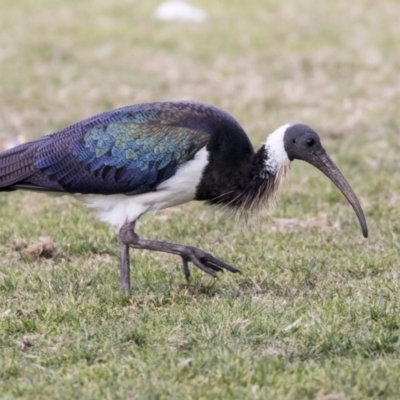 Threskiornis spinicollis (Straw-necked Ibis) at Holt, ACT - 26 Jul 2017 by Alison Milton