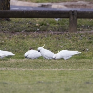 Cacatua galerita at Holt, ACT - 26 Jul 2017 01:48 PM