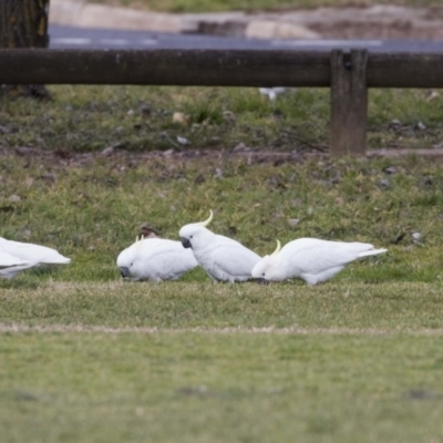 Cacatua galerita (Sulphur-crested Cockatoo) at Holt, ACT - 26 Jul 2017 by AlisonMilton