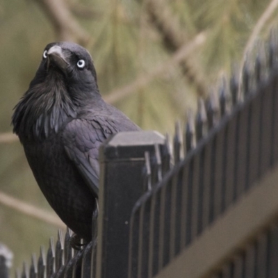 Corvus coronoides (Australian Raven) at Holt, ACT - 26 Jul 2017 by AlisonMilton