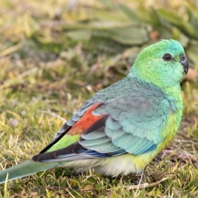 Psephotus haematonotus (Red-rumped Parrot) at Holt, ACT - 26 Jul 2017 by AlisonMilton