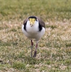 Vanellus miles (Masked Lapwing) at Holt, ACT - 27 Jul 2017 by AlisonMilton