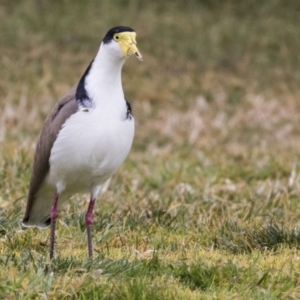 Vanellus miles at Holt, ACT - 27 Jul 2017