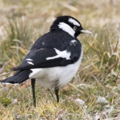 Grallina cyanoleuca (Magpie-lark) at Holt, ACT - 27 Jul 2017 by Alison Milton