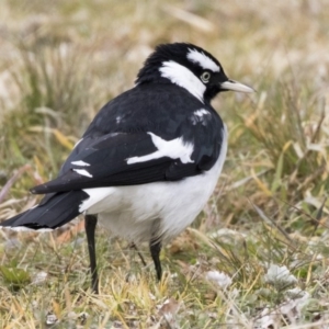 Grallina cyanoleuca at Holt, ACT - 27 Jul 2017