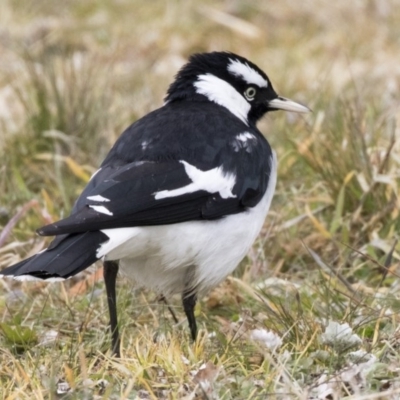 Grallina cyanoleuca (Magpie-lark) at Holt, ACT - 27 Jul 2017 by AlisonMilton