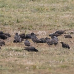 Sturnus vulgaris at Holt, ACT - 27 Jul 2017