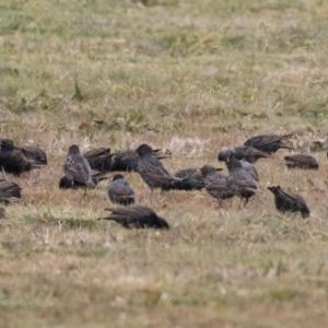 Sturnus vulgaris at Holt, ACT - 27 Jul 2017