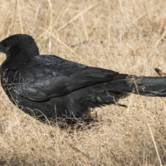 Corcorax melanorhamphos (White-winged Chough) at Kambah, ACT - 27 Jul 2017 by AlisonMilton