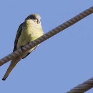 Psephotus haematonotus at Kambah, ACT - 27 Jul 2017