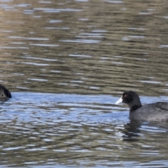 Fulica atra (Eurasian Coot) at Kambah, ACT - 27 Jul 2017 by AlisonMilton