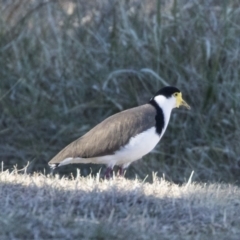 Vanellus miles (Masked Lapwing) at Greenway, ACT - 27 Jul 2017 by AlisonMilton