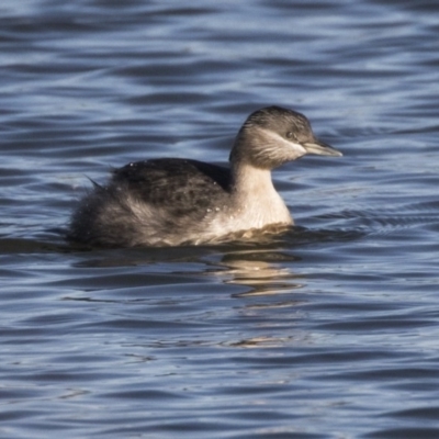 Poliocephalus poliocephalus (Hoary-headed Grebe) at Greenway, ACT - 27 Jul 2017 by AlisonMilton